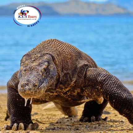 Collection image for: Komodo Tour
