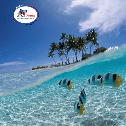 Collection image for: Sulawesi Island