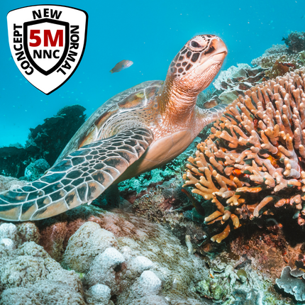 Collection image for: Diving / Snorkeling