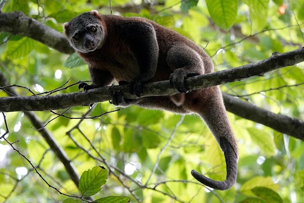 3D2N TANGKOKO ADVENTURE