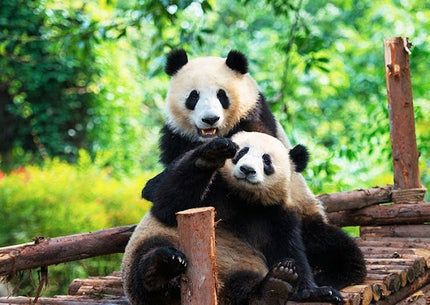 9D CONSORTIUM CHONGQING JIUZHAIGOU CHENGDU BY MF DEP. APR 2026 - JUL 2026