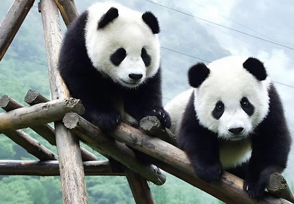 8D CONSORTIUM CHONGQING CHENGDU DAZU ROCK & PANDA VALLEY BY MF DEP. JAN 2026 - MAR 2026