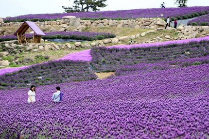 10D8N COMPLETE SIGNATURE KOREA LAVENDER BLOOM Dep 22 Oct