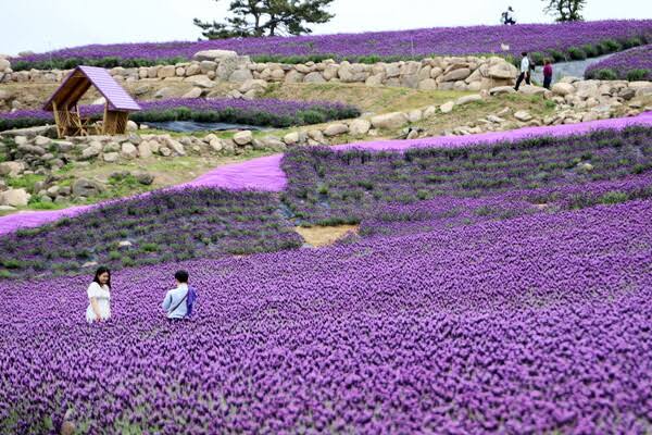 10D8N COMPLETE SIGNATURE KOREA LAVENDER BLOOM Dep 22 Oct