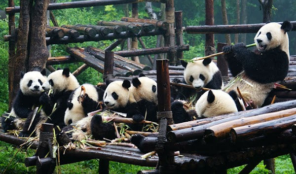 8D AMAZING JIUZHAIGOU + CHENGDU PANDA BREEDING BASE dep. Apr - Jun 2026