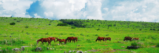 PRIVATE TRIP 4D SUMBA LS DEP. 2025