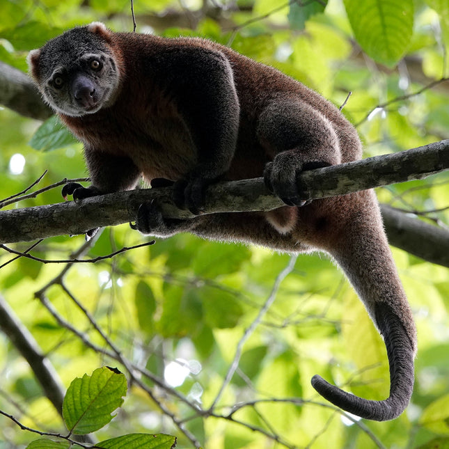 3D2N TANGKOKO ADVENTURE