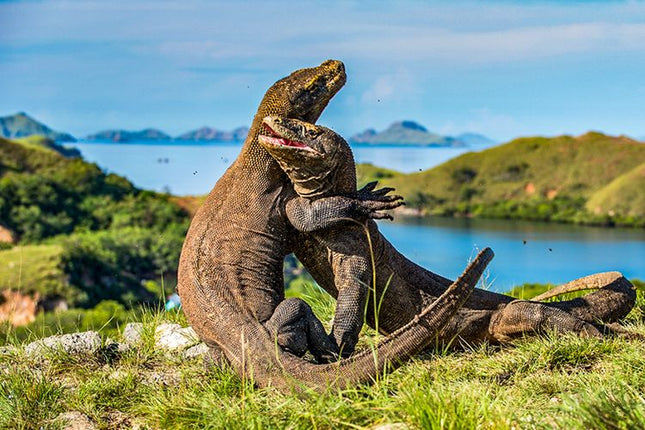 OPEN TRIP LABUAN BAJO KOMODO 3 HARI 2 MALAM