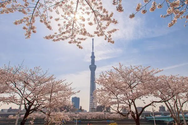 7D Amazing Japan Sakura + Edo Wonderland by GA dep. Lebaran 2026