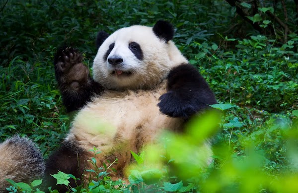 8D CONSORTIUM SUPER SAVER CHONGQING CHENGDU JIUZHAIGOU BY CZ DEP. 11 SEP 2025